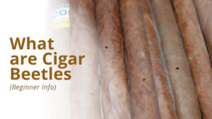 Cigar beetles