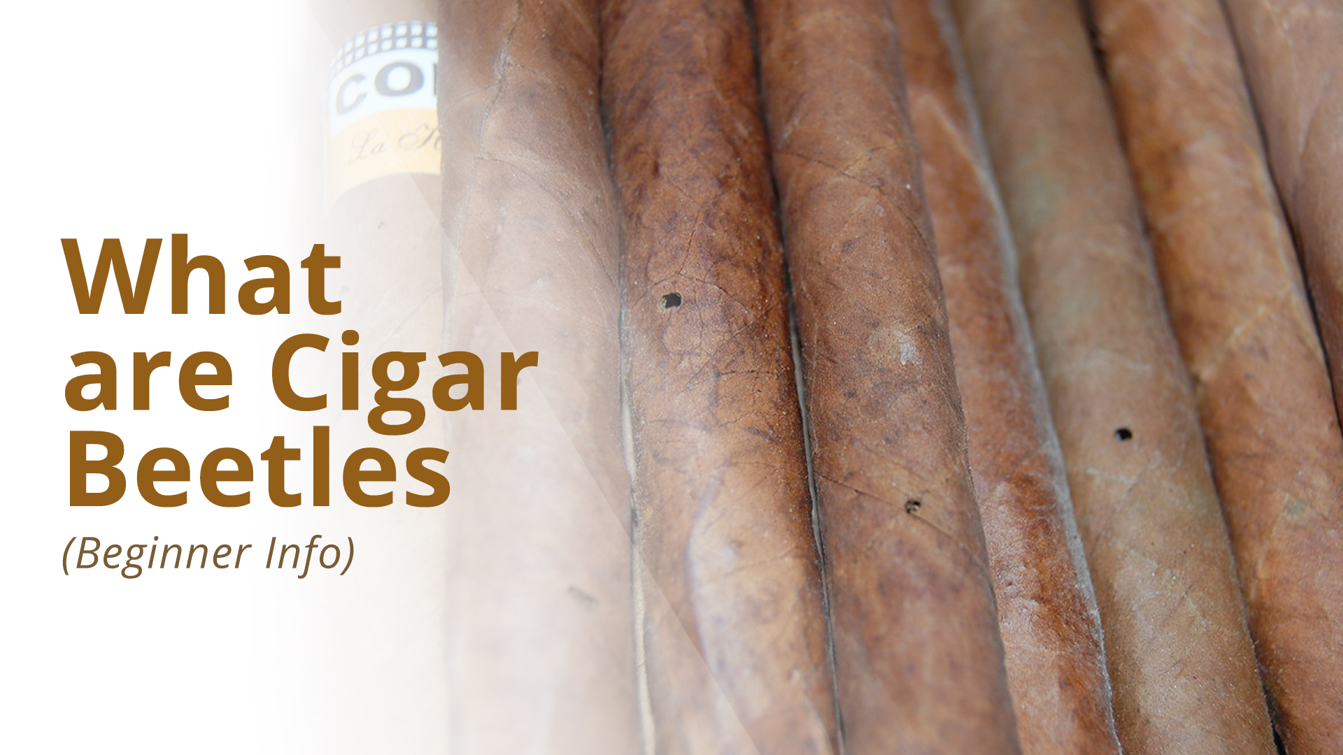 Cigar beetles